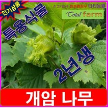 자작나무과 건과류 열매/개암나무 2년생 특묘 5주