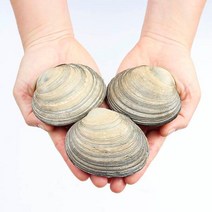숨비해물 거제도 해녀 자연산 대합(개조개)1kg(8~10미내외), 단품
