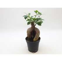 인삼벤자민(중소품10x9)-묘목 싹쓰리식물원