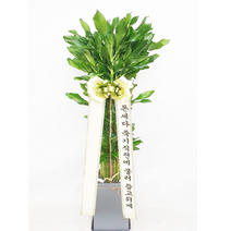 황금죽 계운죽 실내공기정화식물 높이 1m60이상 대형 화분