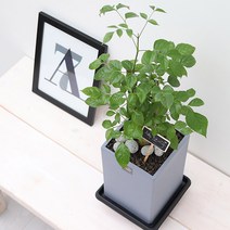 풀빛누리 승진축하화분 취임선물 실내공기정화식물 화초, 07.녹보수