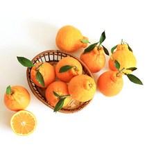 [제주입소문] 한라봉 가정용 2.5kg 혼합과 (12~15과) 선물세트