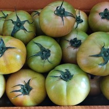 대저 짭짤이 토마토 짭짤이 짭짜리 토마토 2.5kg 5kg, 못난이 쥬스용(랜덤) 5kg