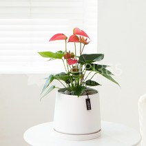 개업화분배송 개업식 화분배달 플라워365, 1개, 14 탁상용 안시리움