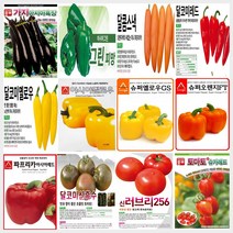 피망 파프리카 가지 토마토 씨앗 모음, A-슈퍼오렌지FT 파프리카 씨앗 10립