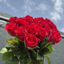 테이블플라워 (꽃공동구매) 쨍한장미 비탈장미 빨강장미 10송이 30송이 생화택배 인터넷 꽃