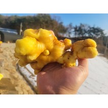 22년 국내산 세척 생강 1kg 영주 봉화 생강, 세척작은생강