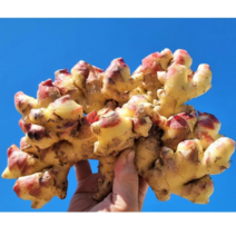 23년 수확 국산 햇생강 생강 특품, 생강 5kg x 1box