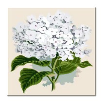 모모픽스페인팅 핑크 모란꽃 풍요로운 함박꽃 40x50 유화그리기세트 꽃그림 모란 목단 복을 부르는, F07 흰수국40x.40