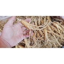 인삼 금산 국내산 수삼 파삼 실속형 5 6년근 햇수삼 300g 600g 1kg 뿌리 삼계탕 믹서용 원수삼, 300g(6-8뿌리)