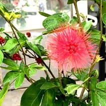 묘목 자귀나무(스리랑카) 7치화분 kks343, 1개