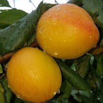 자연농원 심포니 (플럼코트 자두+살구 퓨전과수 ) 최소구매2개, 하모니 (자두+살구 )