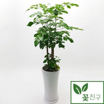 에코플랜트 관엽식물 개업축하화분 거실인테리어 화분배달[서울.경기 평일 당일배송(토요일 오후 일요일 주문건 월요일배송)] <지방배송불가 및 영종도 가평 강화도 배송불가>, 1개, 08. 자바 갈색