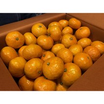 [더달당] 타이백 감귤 하우스 비가림감귤 밀감 제주귤 타이벡 레드향 천혜향 한라봉 진지향 카라향, 유라조생 하우스귤 1.5KG