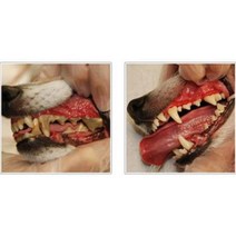 반려견묘 충치예방 바르는 치약80g x3P 이빨 멍뭉이 구강청결