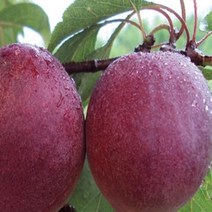 묘목/플럼코트[티파니]/ 접목1년 중묘 /5주 CH146, 1개