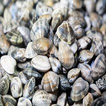 서해안 참 바지락 당일채취 해감발송, 2kg