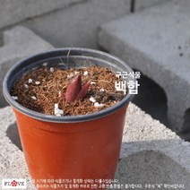 백합, 핑크