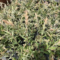 골드씨드 외목대핑크셀릭스 노지월동, 1개