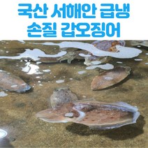 조가네갑오징어 인기순위