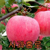 홍로사과 접목1년특묘 2그루 나무 묘목 사과나무 과일나무 유실수