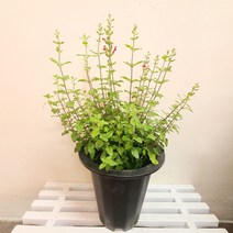 체리세이지(대품) 허브식물 허브모종 향기나는 허브 24, 1개