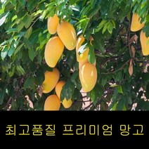 고씨네 특급 냉동망고1KG 망고세일 생망고 망고 골드망고 애플망고 태국망고, 1kg