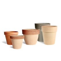 마이플랜트 바소 디그리아 3종 ( 스탠다드 팔라디오 알토 ), 아레나
