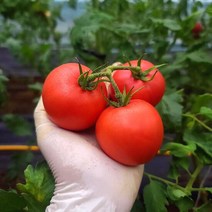 갑봉이네 가바 무농약 찰토마토 5kg, 단품