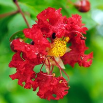 [충북농원] 다이너마이트 목백일홍 - 삽목1년생, 단품