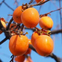 [충북농원] 둥시 감 나무 묘목 - 접목1년생특묘, 단품