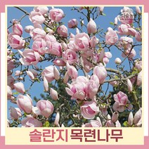 목련나무 묘목 솔란지 접목1년생 뿌리묘 1개