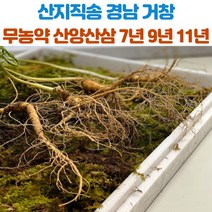 산지직송 거창 산양삼 산양산삼 7년근 9년근 11년근 7뿌리 산삼 장뇌삼, 7년근_7뿌리