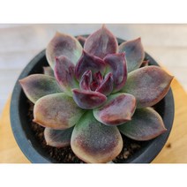 정화다육 다육식물 다크초코렛