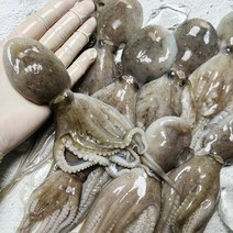 국내산 활 쭈꾸미 1kg, 2kg