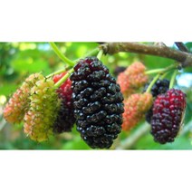 오디잼 오디쨈 오디청 만들기 오디술 오디주 담그기 국내산 토종오디 2022 생과 5kg, 오디생과 5kg (실속형)