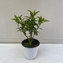 야래향 실내공기정화식물 반려식물 플랜테리어 온누리꽃농원