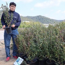 왕 블루베리나무 레카 묘목 4.5년생 과일수 재배