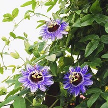 [모야모 꽃씨] 시계초 3종 5립 선택구매 꽃과 열매가 인상적, 백향과시계초, 1개