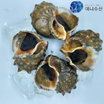[당일배송] 산지직송 서해안 태안 자연산 참소라, 1kg중(5미~8미), 1개