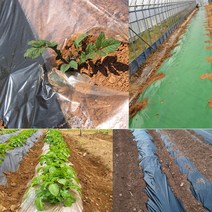 멀칭비닐 검정 투명 농사용 고추 마늘 양파 비닐, 100M, 저밀도투명 0.1mm, 300cm