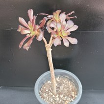 꽃다리 흑법사 32 다육식물 다육이 아이만배송