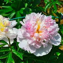 작약 개화주 (라즈베리 선데이) 봄이되면 새싹이 돋아나오는 함박꽃 / 진한향기 전국재배가능 FG176