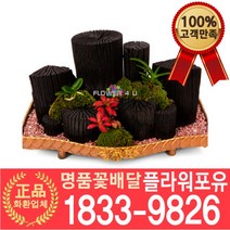 [플라워포유] 숯부작 최고급형 추천 분재 화분추천 개업화분 이사화분 개업선물 화분배달 실내공기정화 전국꽃배달 승진 영전 인사이동 축하