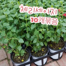 체리세이지-10개묶음/꿀풀과의 꿀이 많은 꽃으로 체리향 핫립세이지