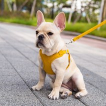 준성 X형 스웨이드 강아지 하네스 세트 소형견 중형견 애견 반려견 가슴줄 목줄 리드줄, 옐로우