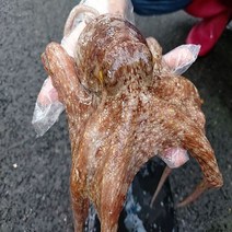 고흥 자연산 돌문어 1kg(1-4마리)