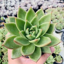 다육이엘크혼 다육이 종류 선인장 다육식물 키우기다육이, 1개