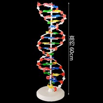 DNA 구조 모델 대형 변종 교구 이중나선 교구 분자, 60cm 고DNA 구조모델