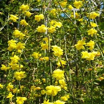 영춘화/H1.0M(5주묶음)/묘목/b0520